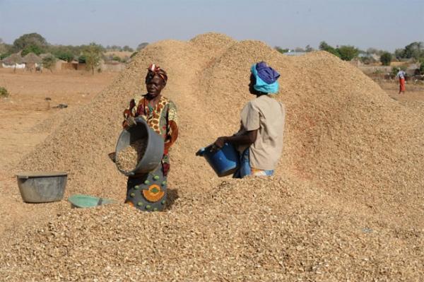 Kaolack : Plus de 2 milliards injectés dans la campagne de commercialisation de l’arachide (DRDR)