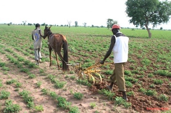 Révolution d’octobre 1917 et perspectives de la question paysanne au Sénégal