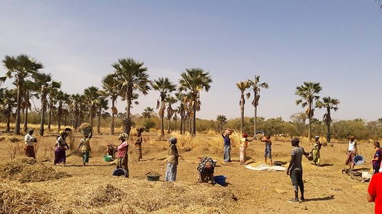 Kaffrine : 12.000 producteurs enrôlés dans la Cmu