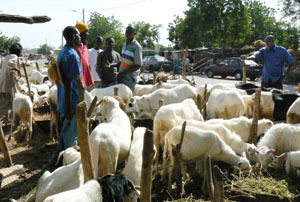 Tabaski: Mouton où es tu ?