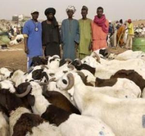 TABASKI : LES MOUTONS SONT LA Hors de portée !