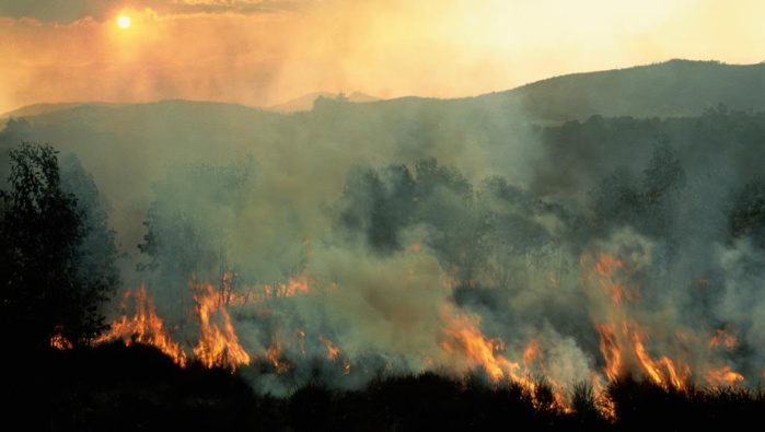 Feux de brousse à Madagascar : Le parc d’Ankarafantsika touché par les flammes