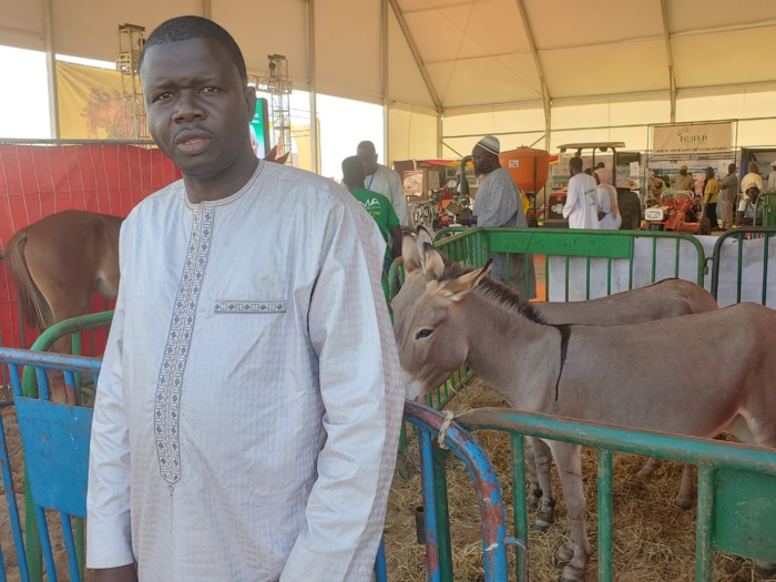 JOURNÉE DE L'ÉLEVAGE / Des "mbaam seuf" exposés par le Président de la fédération des Laobè du Sénégal.