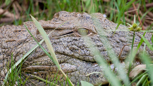 Une Sud-Africaine dévorée par un crocodile devant ses enfants