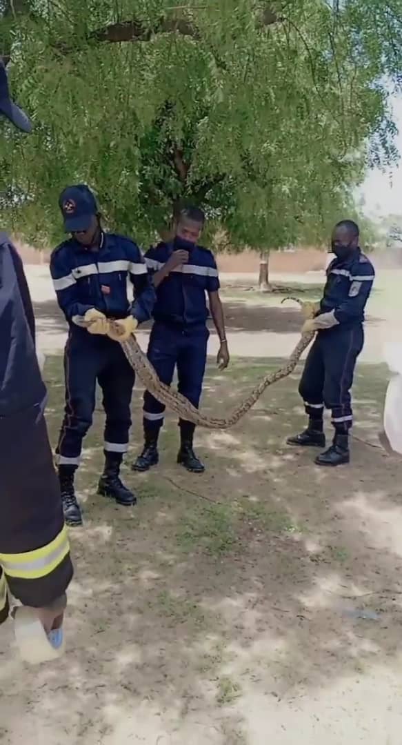 Linguére- Gros serpent découvert dans les toilettes d'une école élémentaire :le Commandant des Sapeurs-pompiers sonne l'alerte