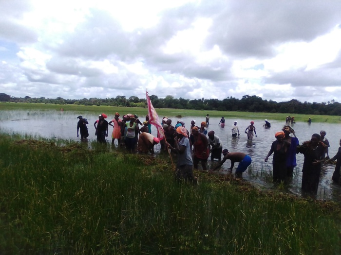 Campagne de suivi agricole à Goudomp (Sédhiou) du ministre Moussa Baldé : Bon comportement des cultures, augmentation des emblavures, désalinisation des terres, mécanisation au menu.