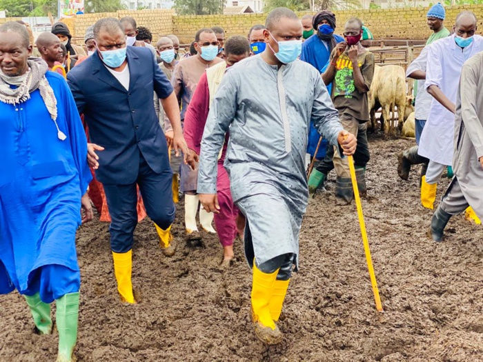 Pluies torrentielles : Le ministre de l’élevage au chevet des vendeurs de bétail et de grands ruminants de Diamagueuène et Sotiba.