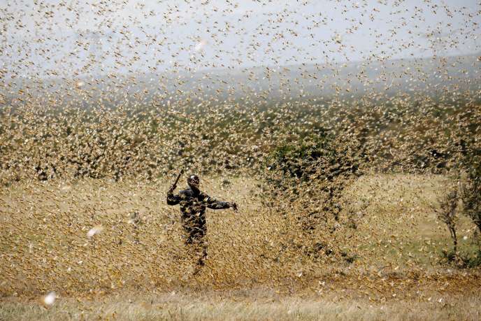 Invasion acridienne : Les pays d’Afrique de l’Ouest et du Sahel sous une éventuelle menace des criquets pèlerins.