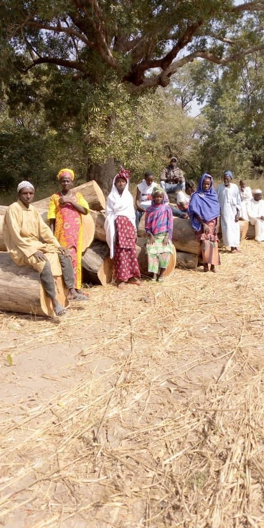 Trafic illicite de bois à Kolda : 98 billons saisis dans la forêt de Koudora.