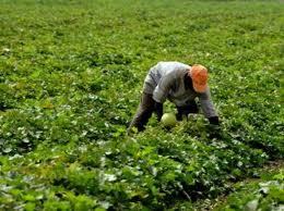 Relance de la culture du maïs dans la vallée : Un programme de 2 milliards de FCfa pour créer 15.000 emplois