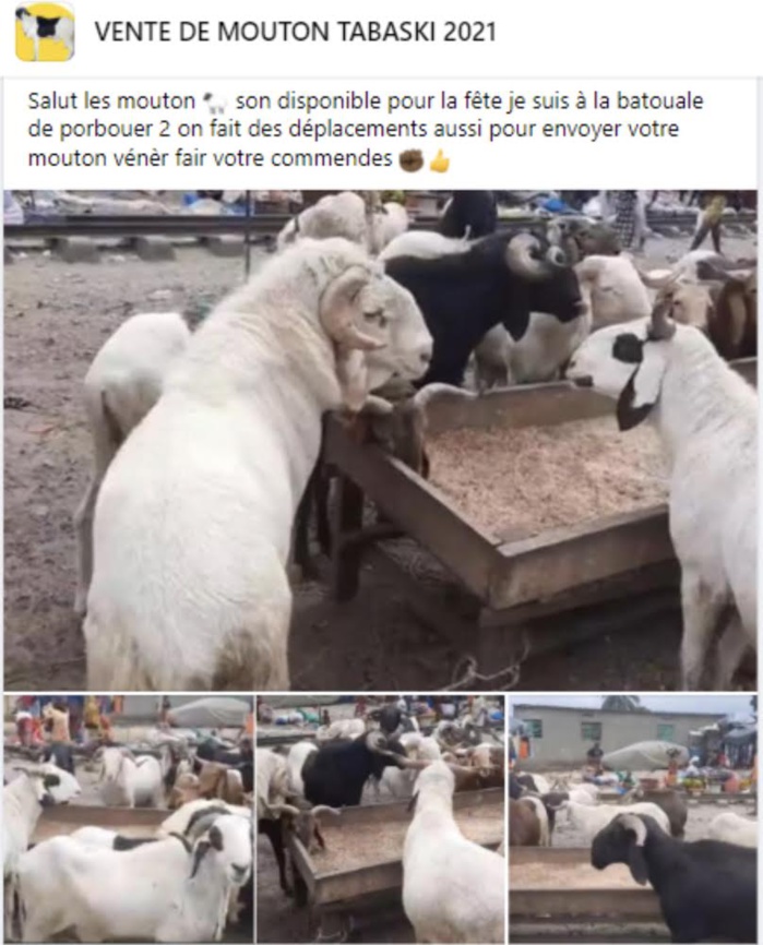 REPORTAGE - Tabaski : À Dakar, des moutons sont (aussi) vendus sur internet