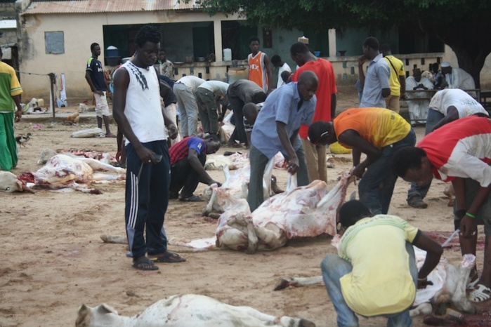 Ces bons points du Partenariat Gift of the Givers, Cheikh Mahi Cissé et ESAD : 150 bœufs distribués aux Dahras et à des indigents à Médina Baye