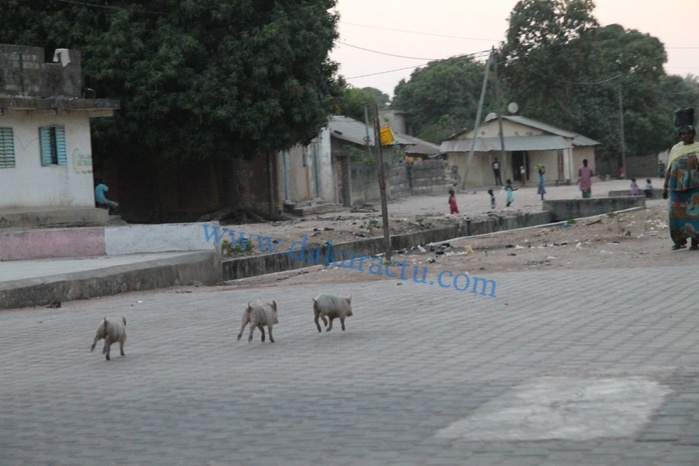 Carte postale de la ville de Ziguinchor: Dakaractu vous propose un voyage en image dans la capitale du sud 