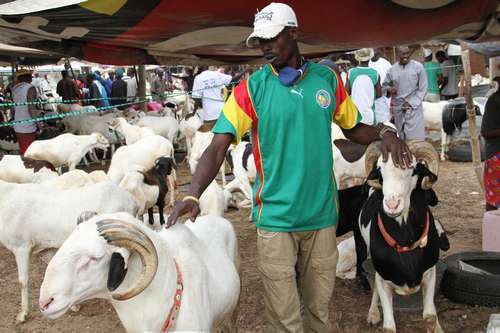 Tabaski : un excédent de 26.000 moutons à Dakar (service de l'élevage)