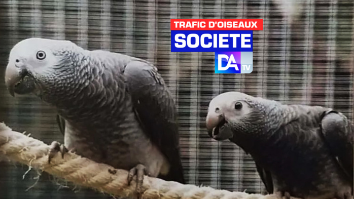 Démantèlement d'un réseau de trafic d’oiseaux entre Dakar et Abidjan: Interpol procède à l'arrestation de plusieurs trafiquants et à la saisie de 123 perroquets.