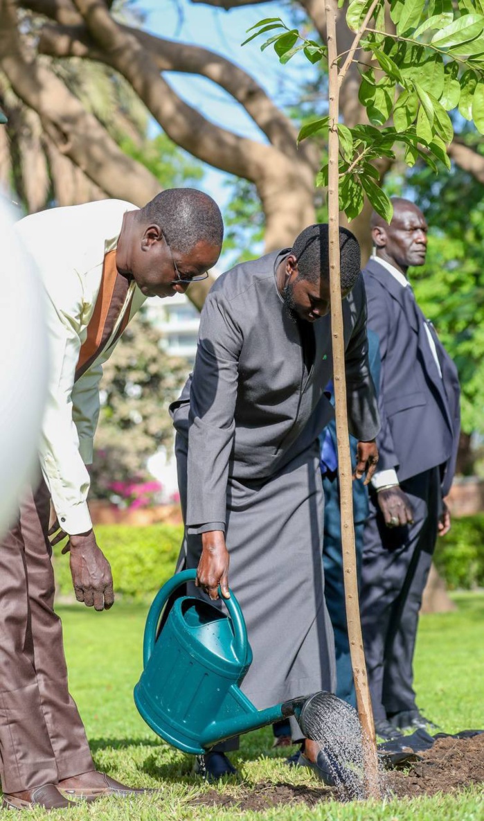 Journée Mondiale de l'Environnement : Diomaye plante un corossolier au Palais