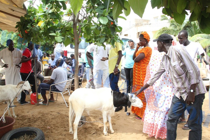 Opération Tabaski : Quand Wally Ballago Seck s'y mêle