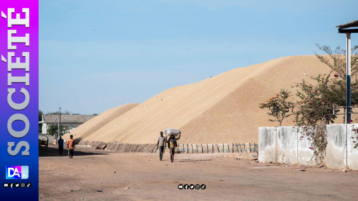 Kaolack :  4 tonnes d'arachides volées à  l'usine Copeole, le receleur interpellé