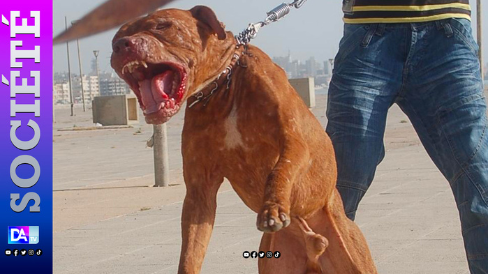 Folie aux Parcelles Assainies : Un maçon lâche son Pitbull sur un élève en pleine fuite !