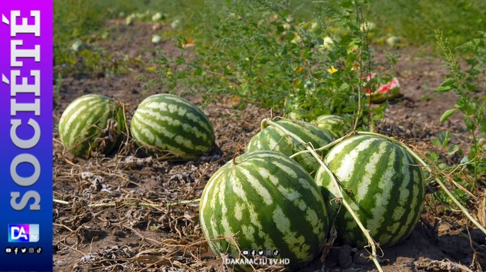 Un jeune berger arrache la vie de son ami pour des fruits volés