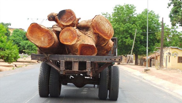 Frontière nord sénégalo-gambienne : L ’Armée met un coup d’arrêt au trafic de bois