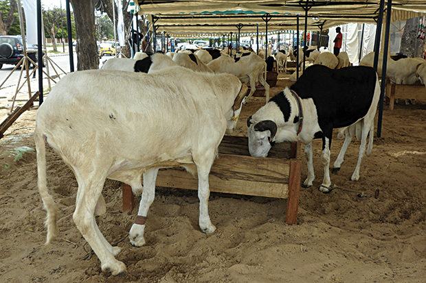 TABASKI 2017 : 22.756 moutons sont déjà entrés au Sénégal