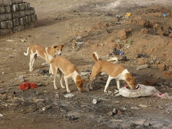 Opération d'abattage de chiens errants dans la ville de Louga.