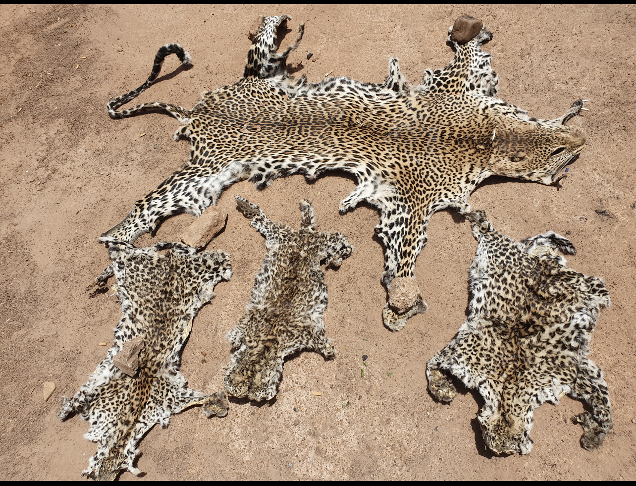 Le bandeau de peau-à-peau léopard - Naissance publique
