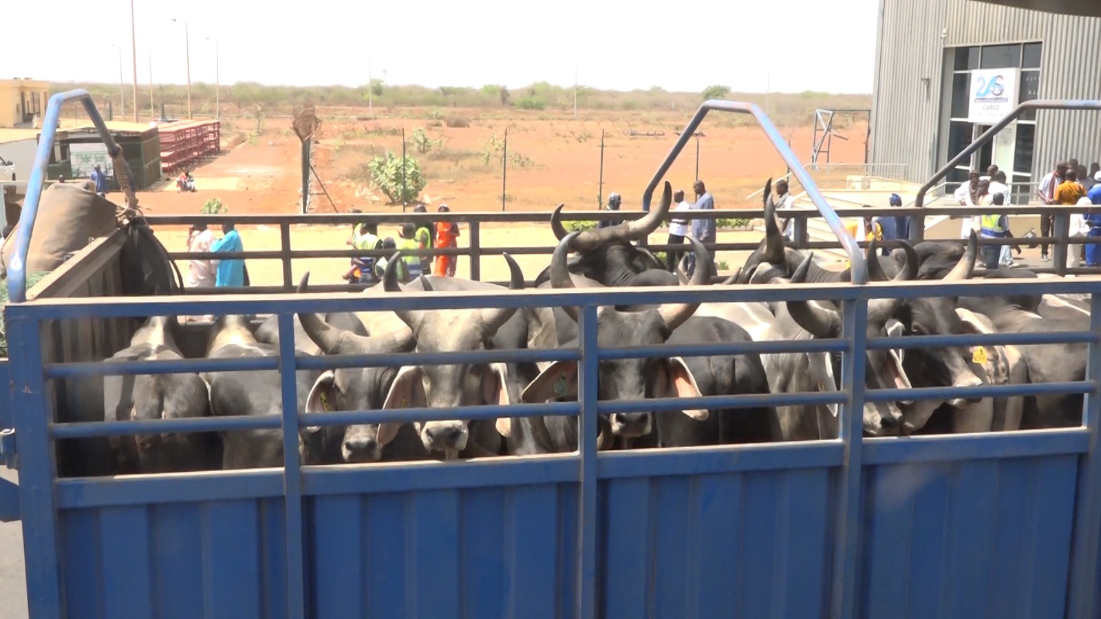 Autosuffisance en Viande : Le député et président de l'Union nationale des organisations d'éleveurs du Sénégal, Harona Gallo Bâ réceptionne 300 boeufs de race Guzera