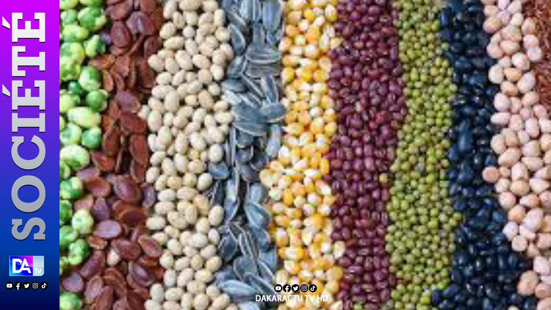 Campagne agricole 2024 : le prix des semences d’arachide fixé entre 225 et 325 FCFA le Kg