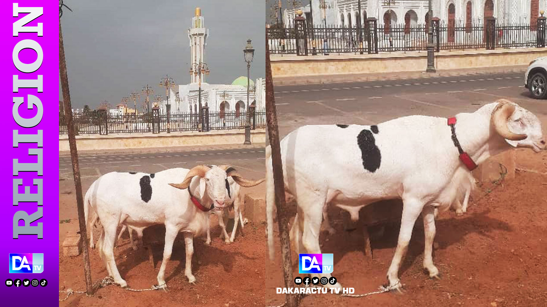 Tabaski 2024:  Me Abdoulaye Wade offre un gros bélier à la grande mosquée Massalikul Jinaan