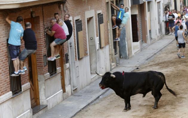 Les lâchers de taureaux en Espagne, passion fatale