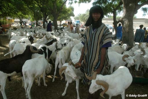 TABASKI 2015 : Les vendeurs de moutons établis au Stade LSS transférés à Malika