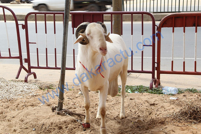 TABASKI : Pourquoi les moutons coûtent si cher 