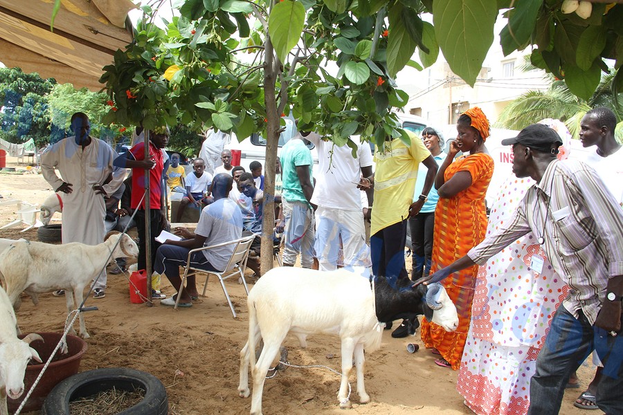 Opération Tabaski : Quand Wally Ballago Seck s'y mêle