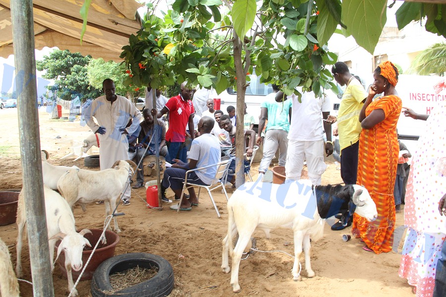 Opération Tabaski : Quand Wally Ballago Seck s'y mêle