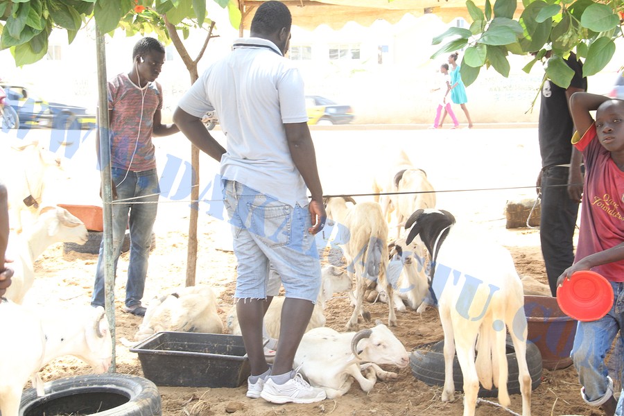 Opération Tabaski : Quand Wally Ballago Seck s'y mêle