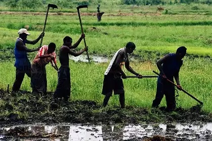 L’agriculture est la condition de vie ou de mort du PSE  (Par Dabel Ba)