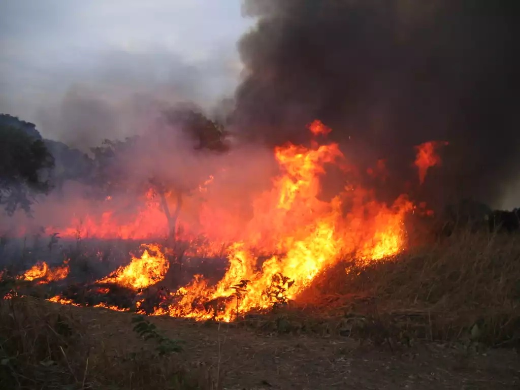 Le département de Linguère enregistre son premier cas de feu de brousse 