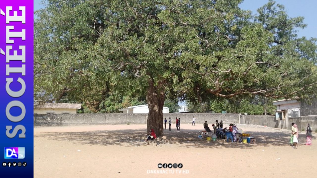 KOLDA : À la découverte de l’arbre des AG de grèves de l’ancien lycée Alpha Molo Baldé…