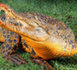 Un crocodile australien qui devient orange (vidéo )