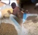 Kaffrine/Campagne arachidière : Des sacs d’arachide contenant du sable destinés aux cultivateurs distribués dans des commissions
