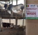 Linguère : Vers une autosuffisance en moutons à Boulal