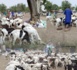 Préparatifs Tabaski à Kolda : Les différents points de vente de moutons bien fournis…les prix varient entre 50 mille et 500 mille…