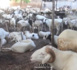 TOUBA- 280 moutons et 34 millions - Serigne Sidy Nar Diène réitère son geste envers Serigne Mountakha