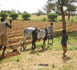 Linguère / Campagne agricole de 2024 : Les paysans saluent l'engagement du gouvernement