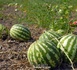 Un jeune berger arrache la vie de son ami pour des fruits volés