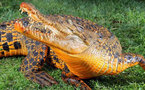 Un crocodile australien qui devient orange (vidéo )