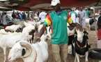 Opération Tabaski au Sénégal