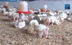 Reportage/Apparition du virus H5N1 au Sénégal : l’aviculture grippée